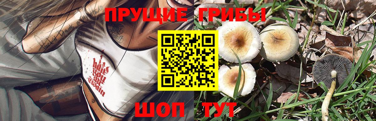Железноводск  Псилоцибиновые грибы Psilocybe  Вход с VPN 